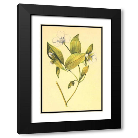 Wild Mock  Black Modern Wood Framed Art Print with Double Matting by PI Collection