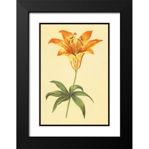 Wild Orange Lily Black Modern Wood Framed Art Print with Double Matting by PI Collection