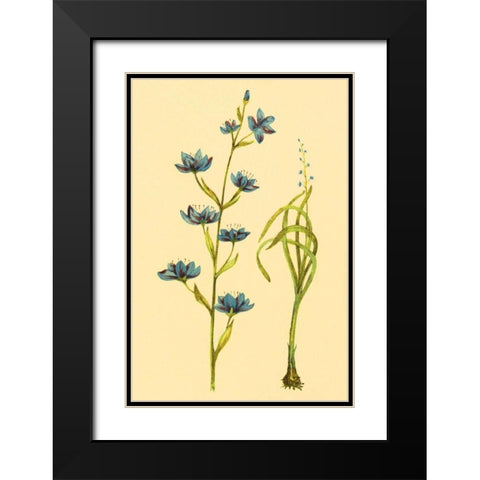 Zygadenus Black Modern Wood Framed Art Print with Double Matting by PI Collection