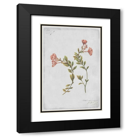 Epilobium Rigidum Black Modern Wood Framed Art Print with Double Matting by PI Collection
