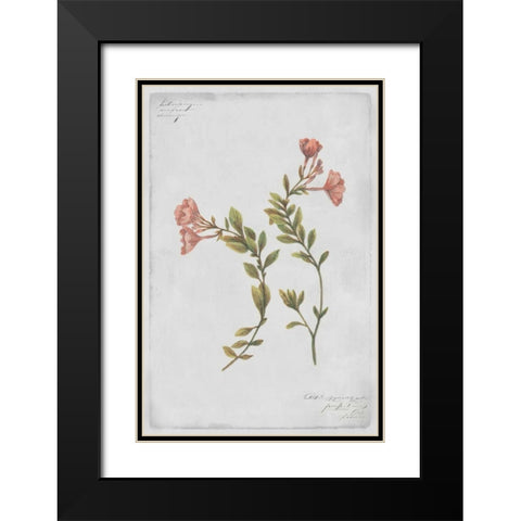 Epilobium Rigidum Black Modern Wood Framed Art Print with Double Matting by PI Collection