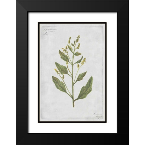Lambs Quarters Black Modern Wood Framed Art Print with Double Matting by PI Collection