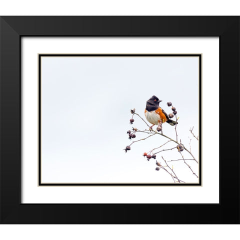 Towhee Black Modern Wood Framed Art Print with Double Matting by Cozart, Rebecca