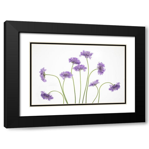 Pincushions 2 Black Modern Wood Framed Art Print with Double Matting by Cozart, Rebecca