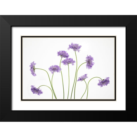 Pincushions 2 Black Modern Wood Framed Art Print with Double Matting by Cozart, Rebecca
