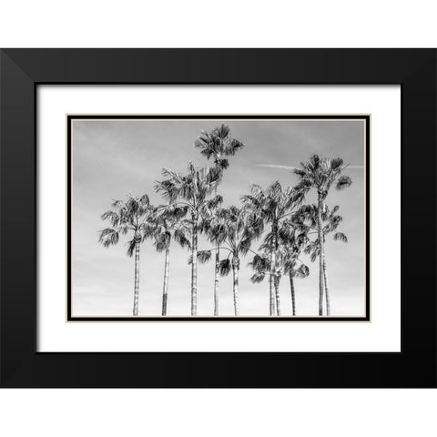 California Palms III Black Modern Wood Framed Art Print with Double Matting by Silver, Richard