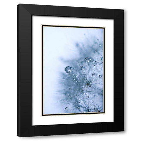 Blue Dandelion Black Modern Wood Framed Art Print with Double Matting by Schwartz, Sherstin