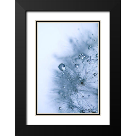 Blue Dandelion Black Modern Wood Framed Art Print with Double Matting by Schwartz, Sherstin