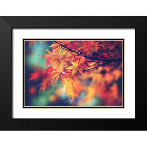 Fall Leaves Black Modern Wood Framed Art Print with Double Matting by Cook, Sylvia
