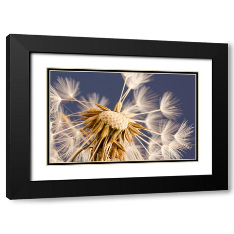 andelion Explosion Black Modern Wood Framed Art Print with Double Matting by Schwartz, Don