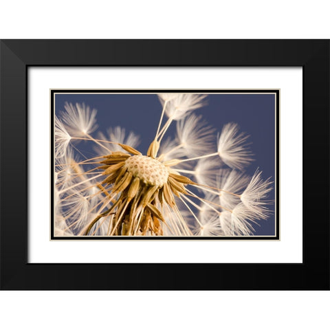andelion Explosion Black Modern Wood Framed Art Print with Double Matting by Schwartz, Don