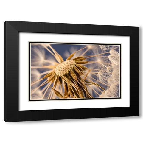 Dandelion Delight Black Modern Wood Framed Art Print with Double Matting by Schwartz, Don