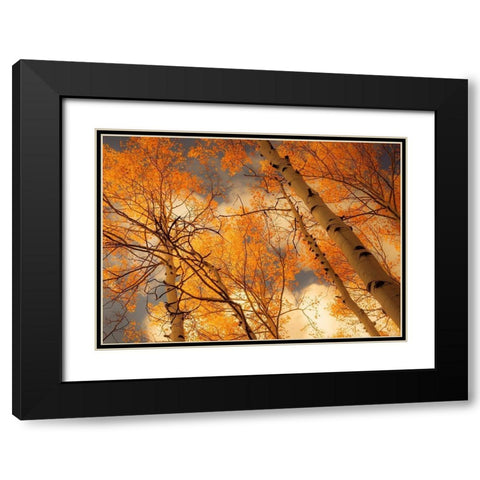 Towering Aspens Black Modern Wood Framed Art Print with Double Matting by Schwartz, Don