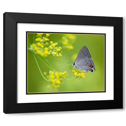 Taking Flight II Black Modern Wood Framed Art Print with Double Matting by Tennant, Chris