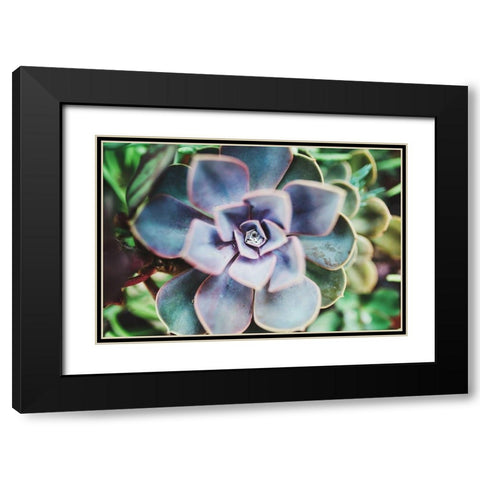 Succulence Beauty  Black Modern Wood Framed Art Print with Double Matting by Victoria, Chelsea