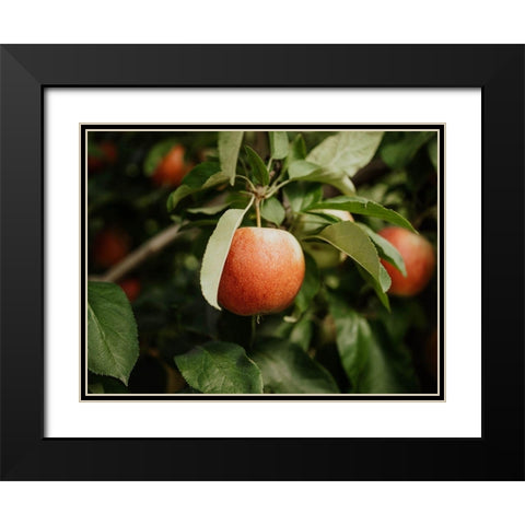The Red Apple  Black Modern Wood Framed Art Print with Double Matting by Kedron, Chelsea