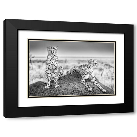 Scheid - Two Cheetahs Watching Out Black Modern Wood Framed Art Print with Double Matting by 1x