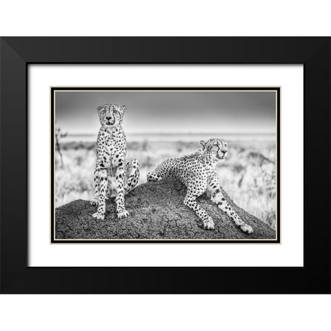 Scheid - Two Cheetahs Watching Out Black Modern Wood Framed Art Print with Double Matting by 1x