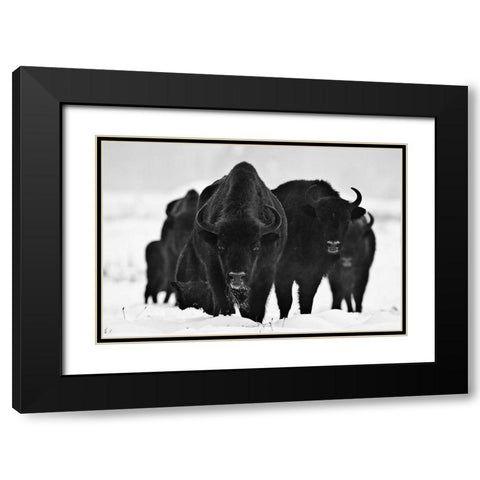 European Bizons Black Modern Wood Framed Art Print with Double Matting by 1x