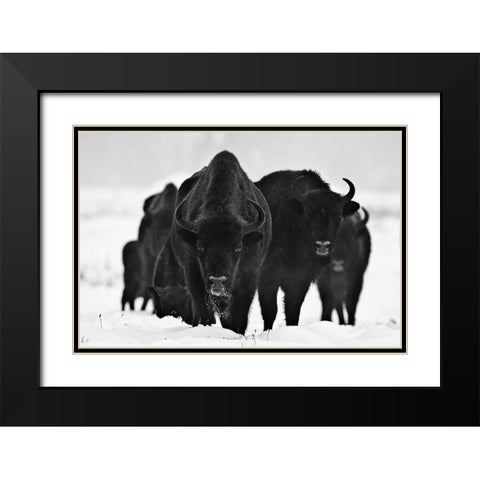 European Bizons Black Modern Wood Framed Art Print with Double Matting by 1x