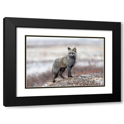 Cross Fox Black Modern Wood Framed Art Print with Double Matting by Catta