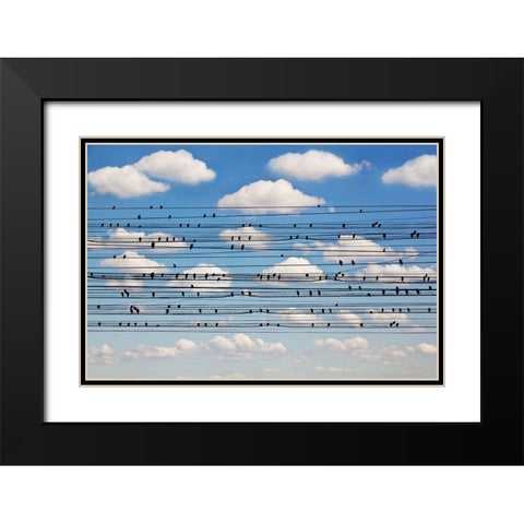 Concerto for Birds Black Modern Wood Framed Art Print with Double Matting by Lim