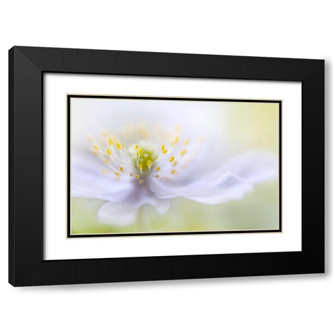 Disher - Anemone Beauty Black Modern Wood Framed Art Print with Double Matting by 1x