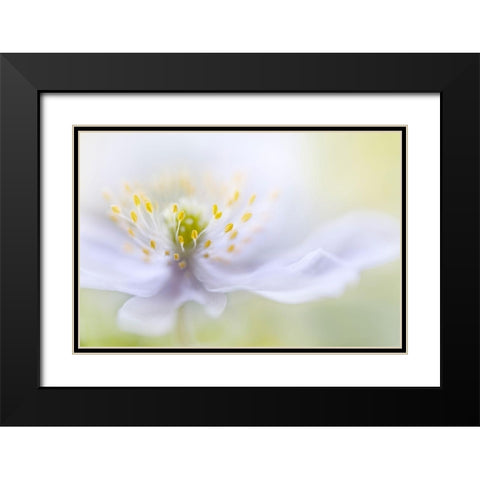 Disher - Anemone Beauty Black Modern Wood Framed Art Print with Double Matting by 1x