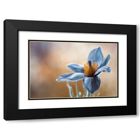 Pasque Black Modern Wood Framed Art Print with Double Matting by Disher