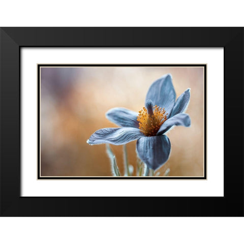 Pasque Black Modern Wood Framed Art Print with Double Matting by Disher
