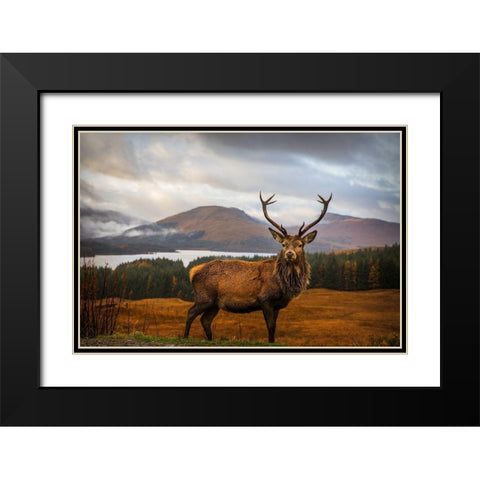 Scottish Stag  Black Modern Wood Framed Art Print with Double Matting by Popan