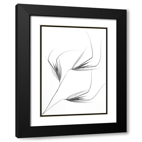 Not So Crazy Black Modern Wood Framed Art Print with Double Matting by Lagandre