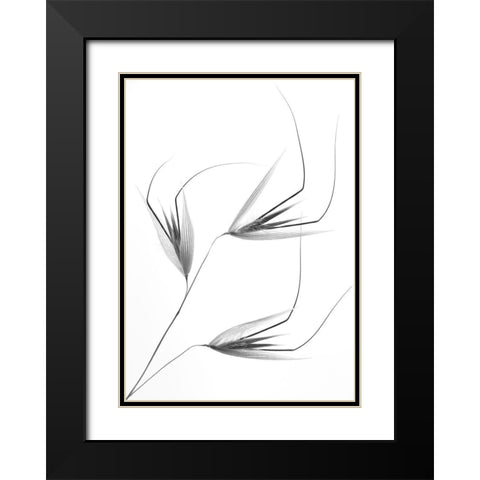 Not So Crazy Black Modern Wood Framed Art Print with Double Matting by Lagandre