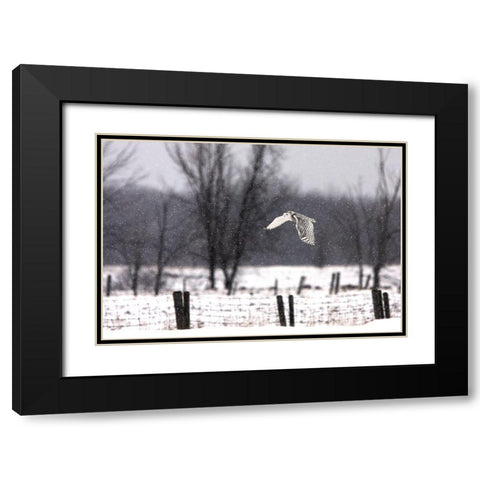 A snowy Snowy Owl Black Modern Wood Framed Art Print with Double Matting by Cumming