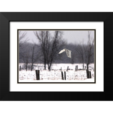 A snowy Snowy Owl Black Modern Wood Framed Art Print with Double Matting by Cumming
