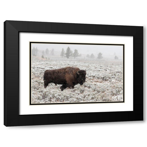 Late Fall Yellowstone Black Modern Wood Framed Art Print with Double Matting by Forms