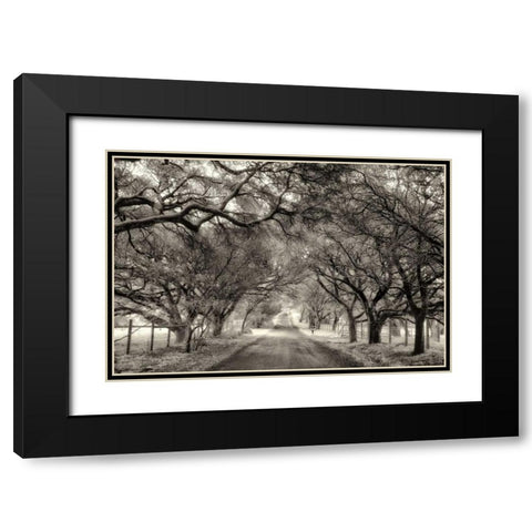 Canopy Black Modern Wood Framed Art Print with Double Matting by Aron, Lucy