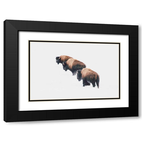 Yellowstone Trio Black Modern Wood Framed Art Print with Double Matting by Annie Bailey Art