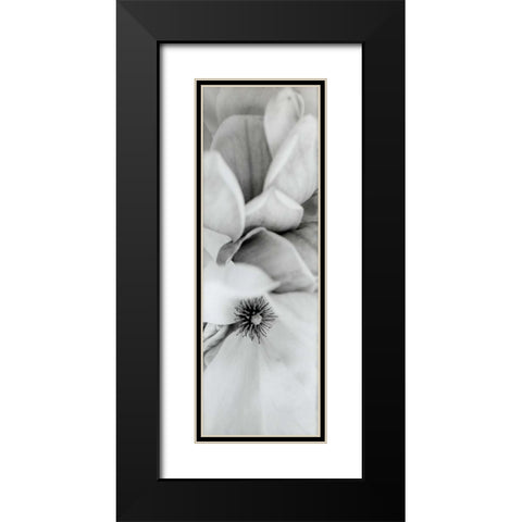 Magnolia - 2 Black Modern Wood Framed Art Print with Double Matting by Blaustein, Alan