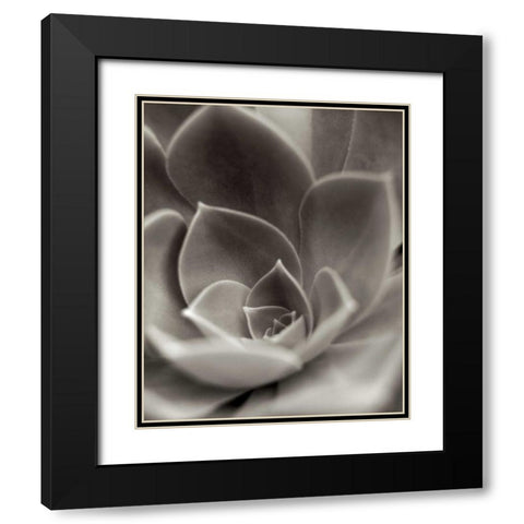 Florison - 25 Black Modern Wood Framed Art Print with Double Matting by Blaustein, Alan