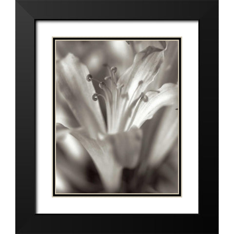 Florison - 14 Black Modern Wood Framed Art Print with Double Matting by Blaustein, Alan