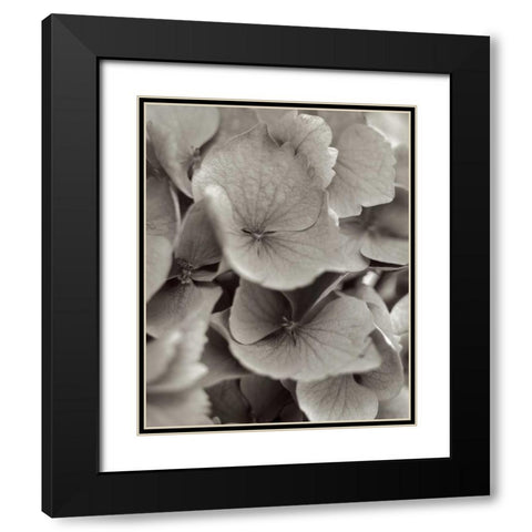 Florison - 1 Black Modern Wood Framed Art Print with Double Matting by Blaustein, Alan