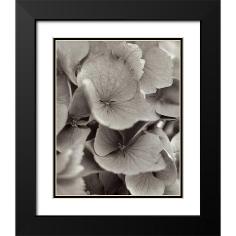 Florison - 1 Black Modern Wood Framed Art Print with Double Matting by Blaustein, Alan