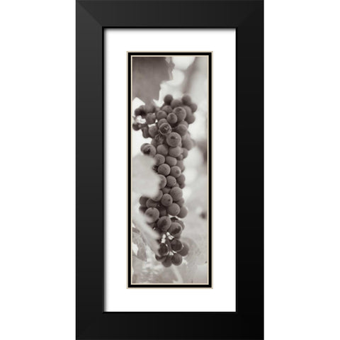 Grapes Pano - 2 Black Modern Wood Framed Art Print with Double Matting by Blaustein, Alan