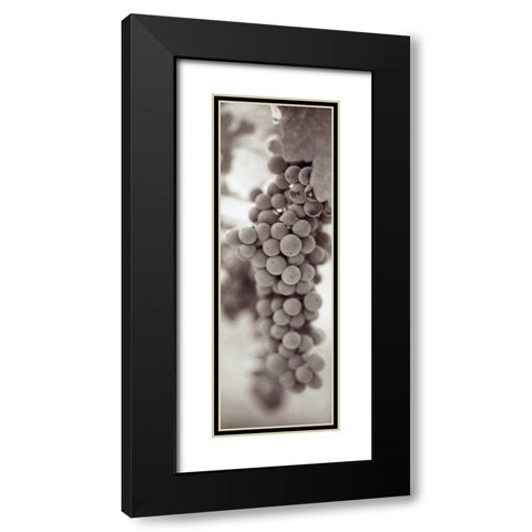 Grapes Pano - 3 Black Modern Wood Framed Art Print with Double Matting by Blaustein, Alan