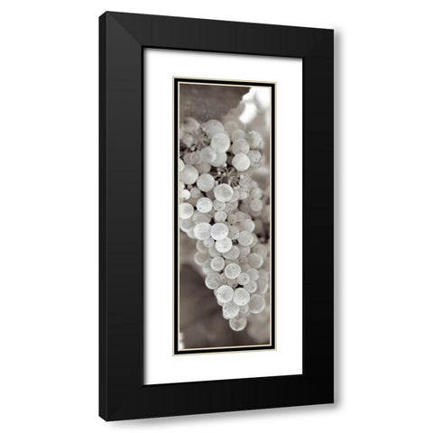 Grapes Pano - 13 Black Modern Wood Framed Art Print with Double Matting by Blaustein, Alan