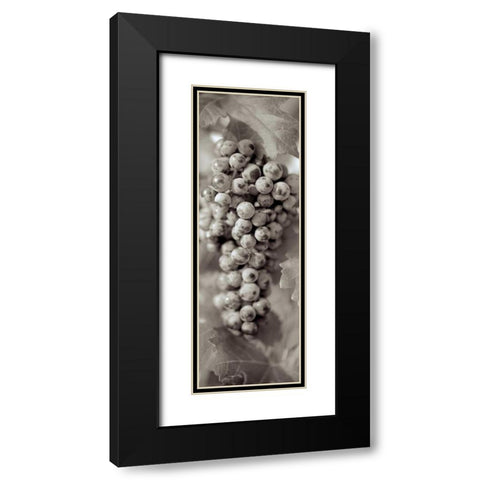 Grapes Pano - 14 Black Modern Wood Framed Art Print with Double Matting by Blaustein, Alan