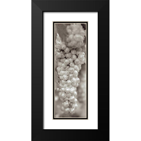 Grapes Pano - 15 Black Modern Wood Framed Art Print with Double Matting by Blaustein, Alan