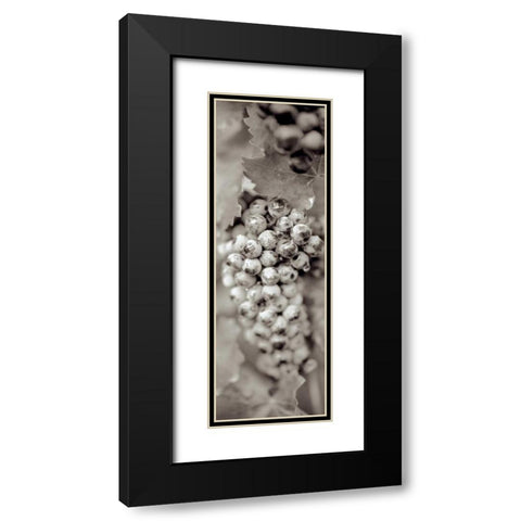Grapes Pano - 16 Black Modern Wood Framed Art Print with Double Matting by Blaustein, Alan