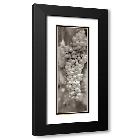 Grapes Pano - 18 Black Modern Wood Framed Art Print with Double Matting by Blaustein, Alan